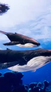 The Humpback Whales Screenshot 3