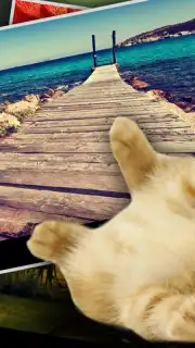 Find Kitten Screenshot 2