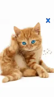 Talking, Dancing Cat. Screenshot 2