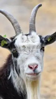 Goat Sounds Screenshot 4
