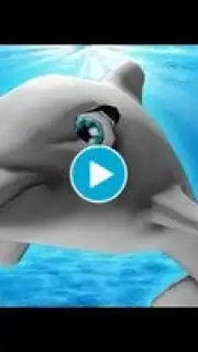 My Dolphin Show Screenshot 1