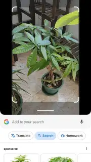 Google Lens Screenshot 2