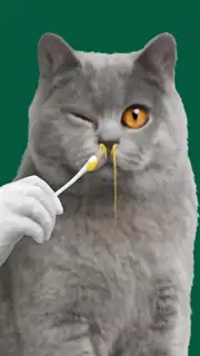 Cat ASMR: Salon Makeover Screenshot 2