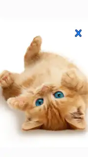 Talking, Dancing Cat. Screenshot 6