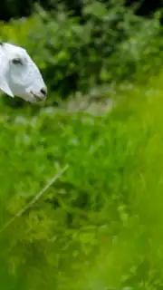 Goat Sounds Screenshot 1