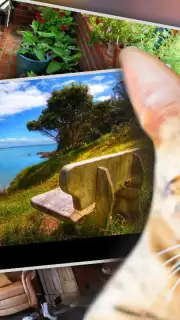 Find Kitten Screenshot 1