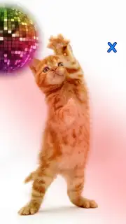 Talking, Dancing Cat. Screenshot 4