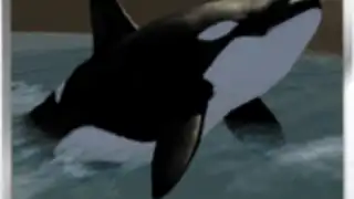 Orca Simulator