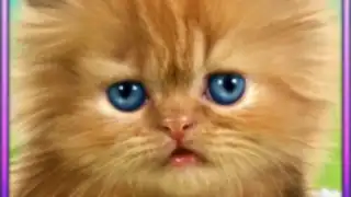 Talking Baby Cat
