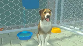 Animal Shelter Pet World Life