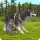 WildCraft