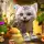Cat Simulator 2