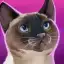 CatHotel