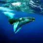 The Humpback Whales